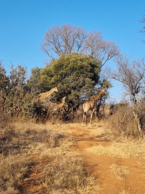4 Bedroom Property for Sale in Vredefort Free State